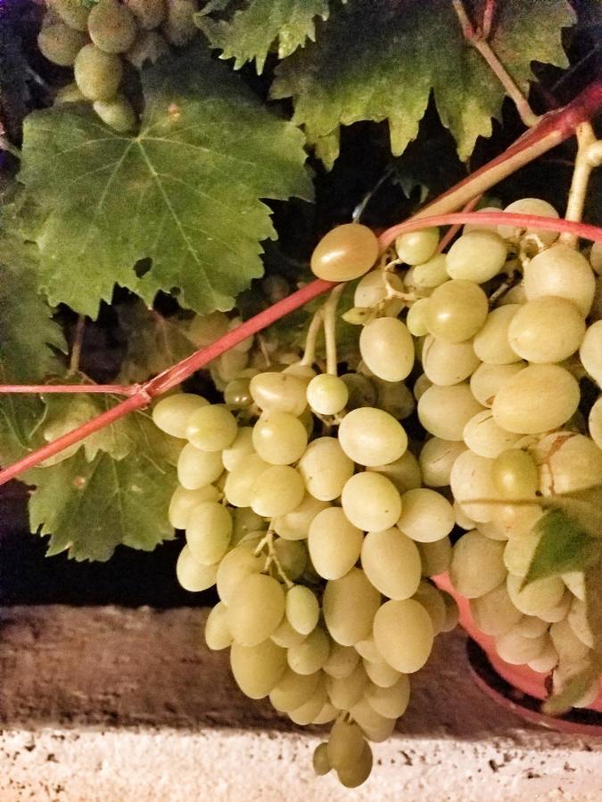 Antico Trullo Immerso Nella Campagna 阿尔贝罗贝洛 外观 照片