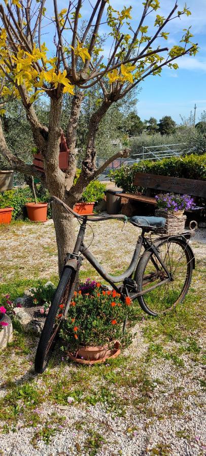 Antico Trullo Immerso Nella Campagna 阿尔贝罗贝洛 外观 照片