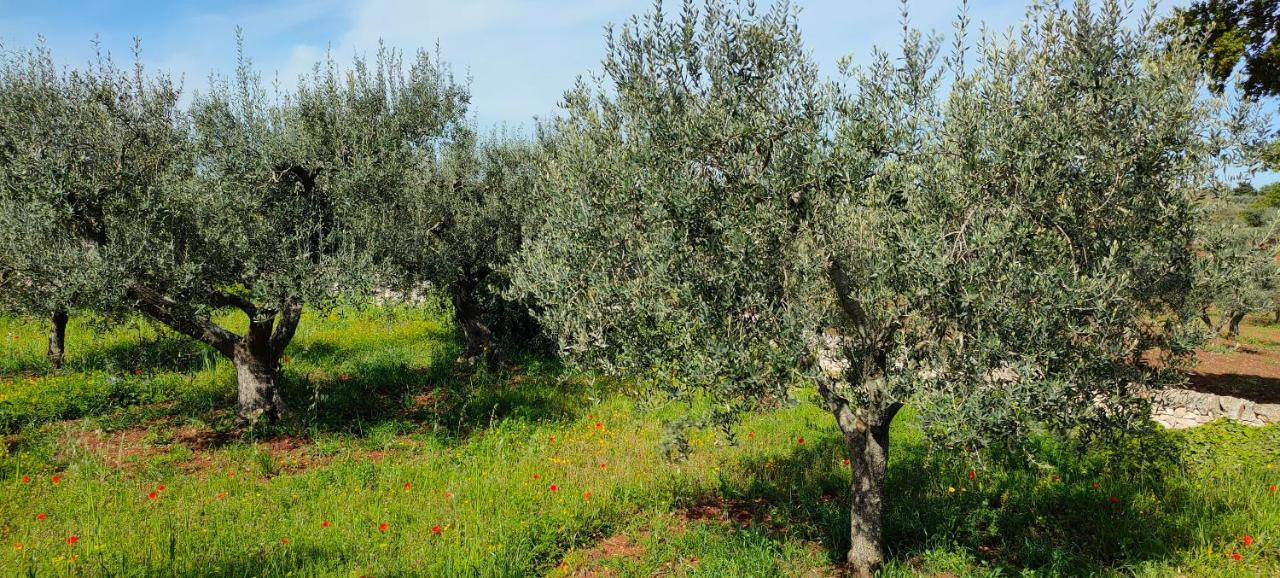 Antico Trullo Immerso Nella Campagna 阿尔贝罗贝洛 外观 照片